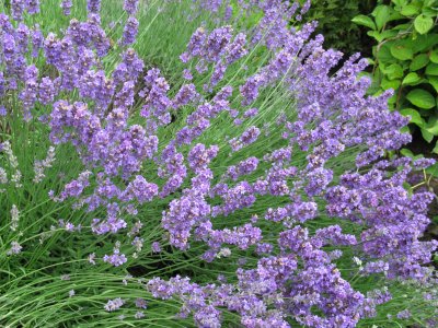 Old lavender oil - the dangers